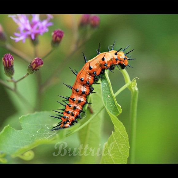 Meet your Posher, CB - Picture 2 of 5